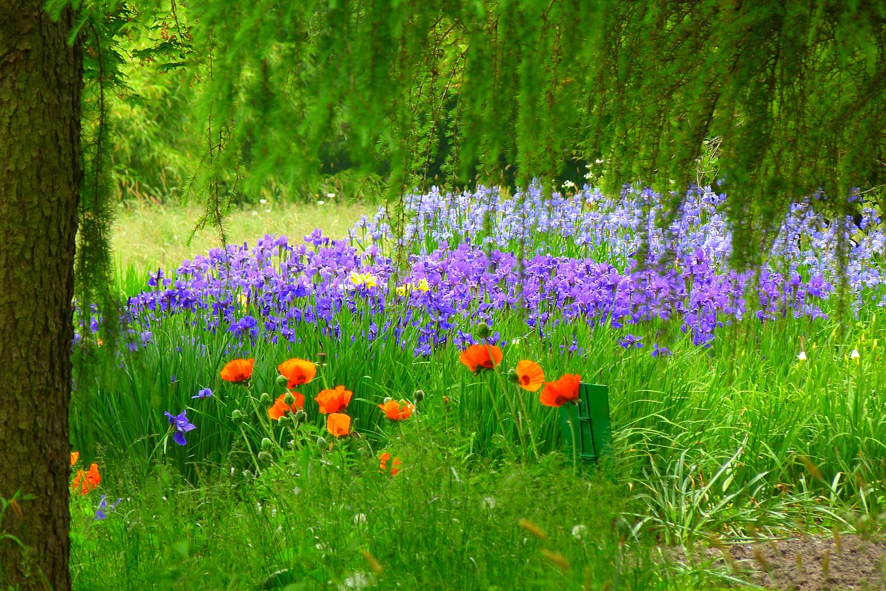 flower meadow poppy red free photo