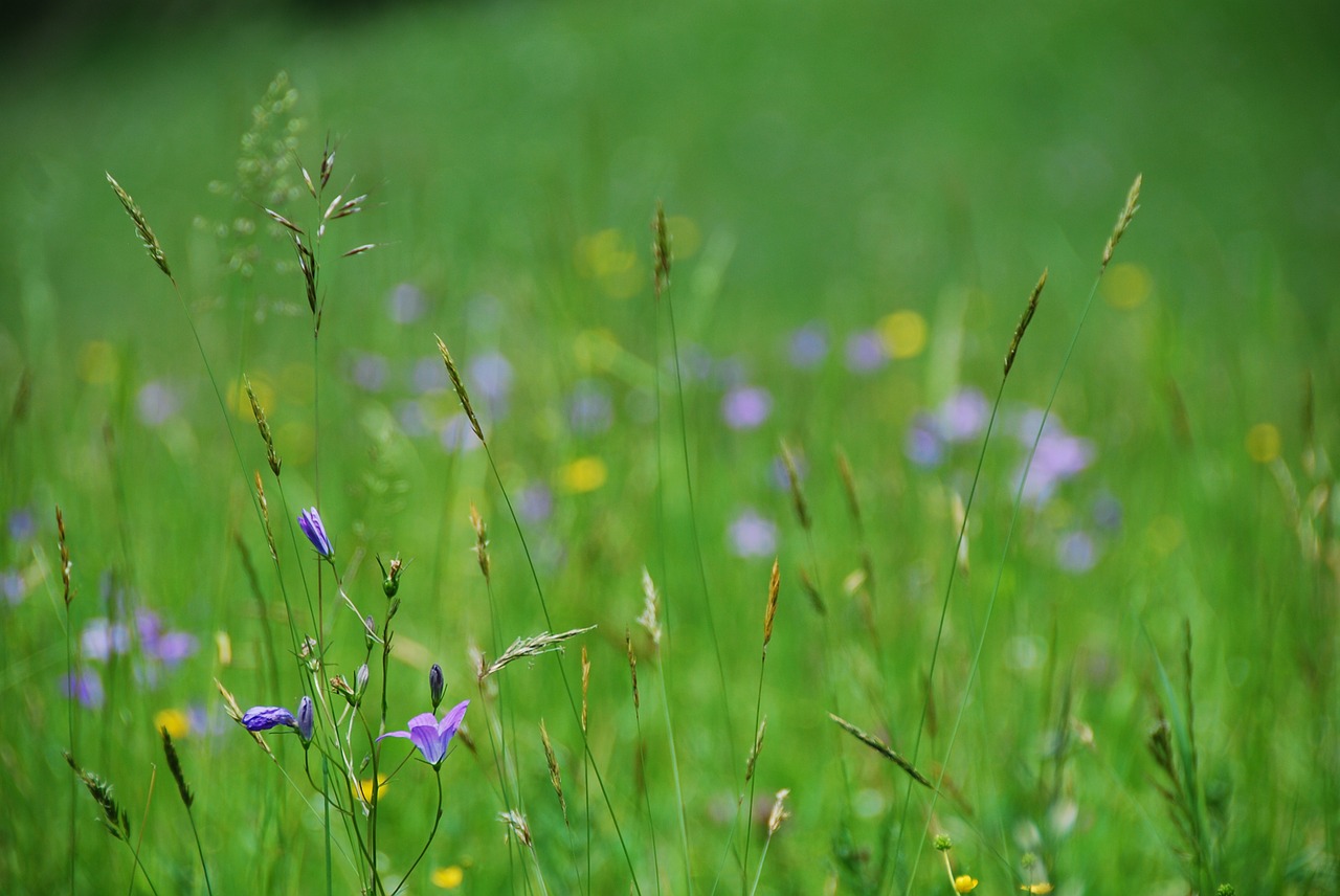 flower meadow bluebells bloom free photo