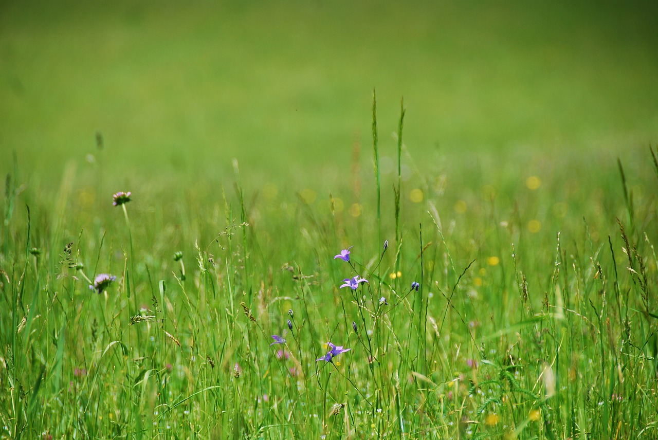 flower meadow grasses grass free photo