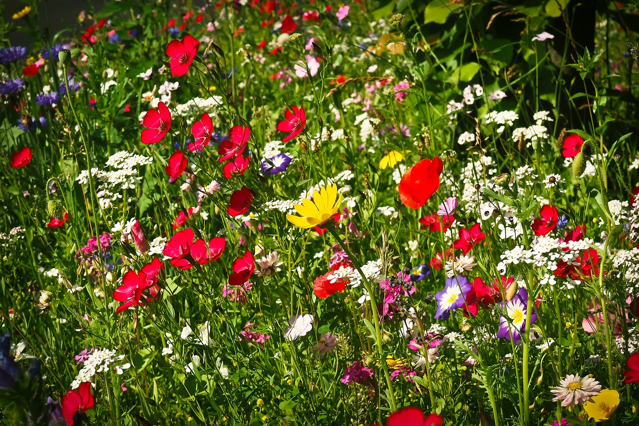 flower meadow wild flowers flowers free photo