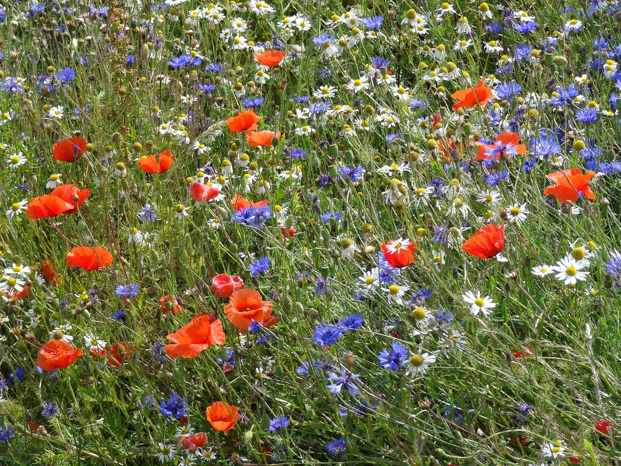 flower meadow klatschmohn cornflowers free photo