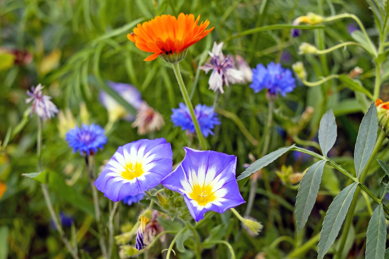 flower meadow pointed flower meadow free photo