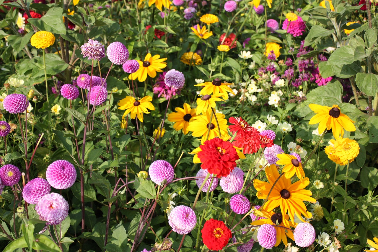 flower meadow country garden show colorful free photo