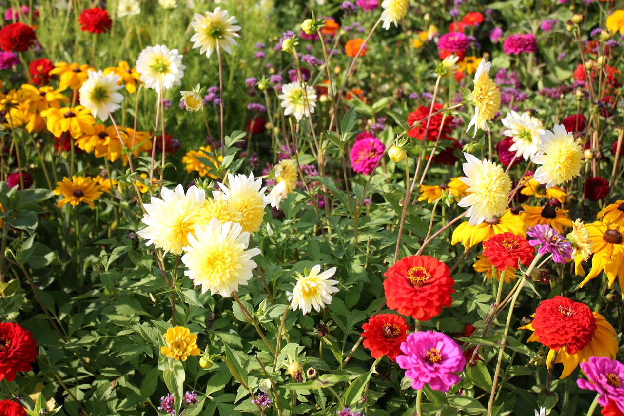 flower meadow country garden show colorful free photo