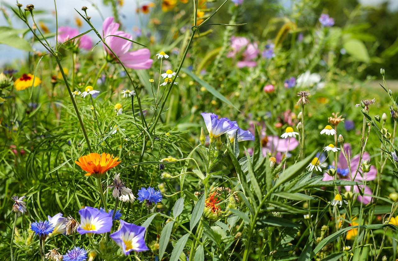 flower meadow wildflowers summer meadow free photo