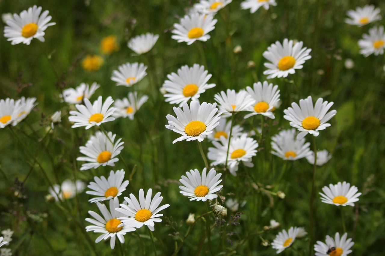 flower meadow flower daisy free photo