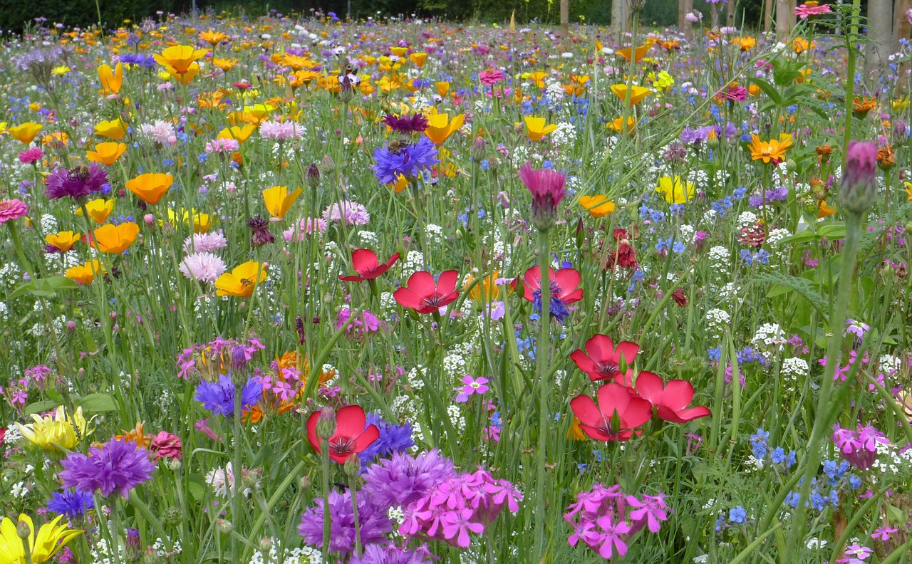 flower meadow farbenpracht summer free photo