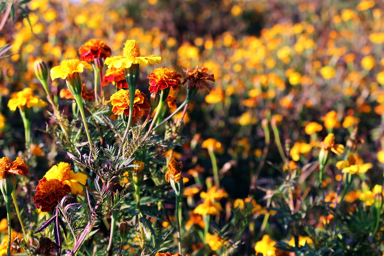 flower meadow marigold colorful free photo
