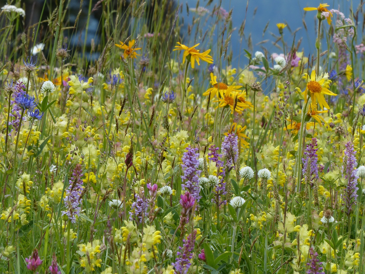 flower meadow wild flowers orchid free photo