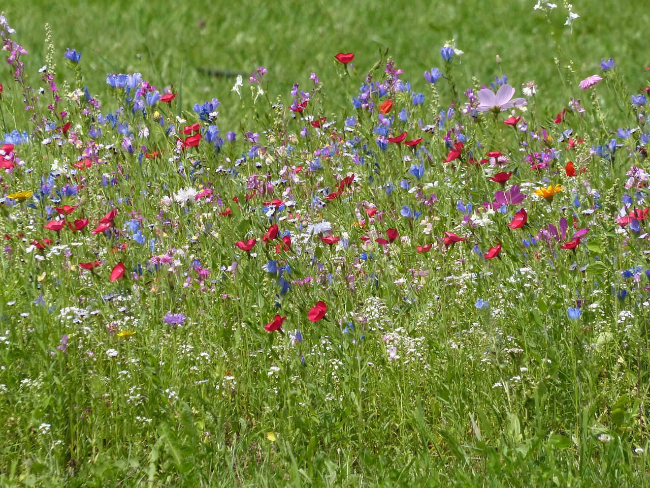 flower meadow wildflowers nature free photo