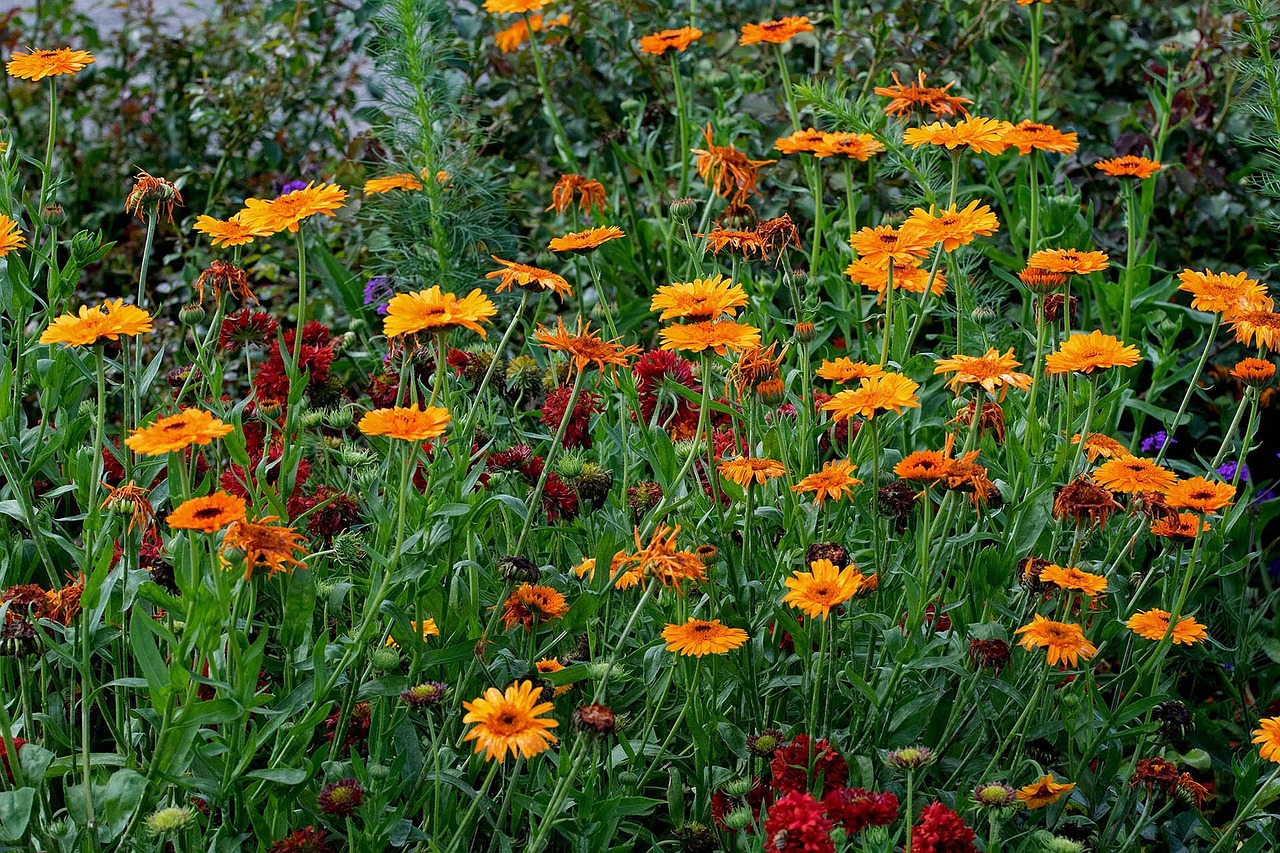 flower meadow plant blossom free photo