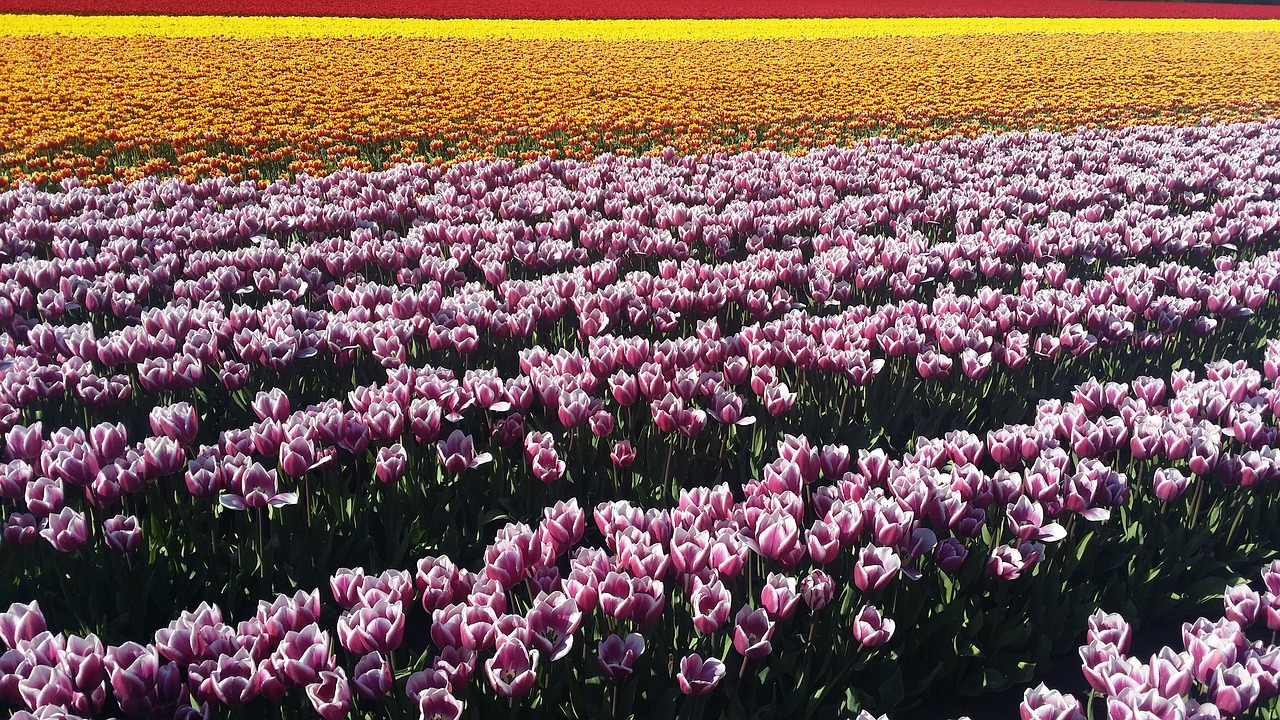 flower meadow tulips spring free photo