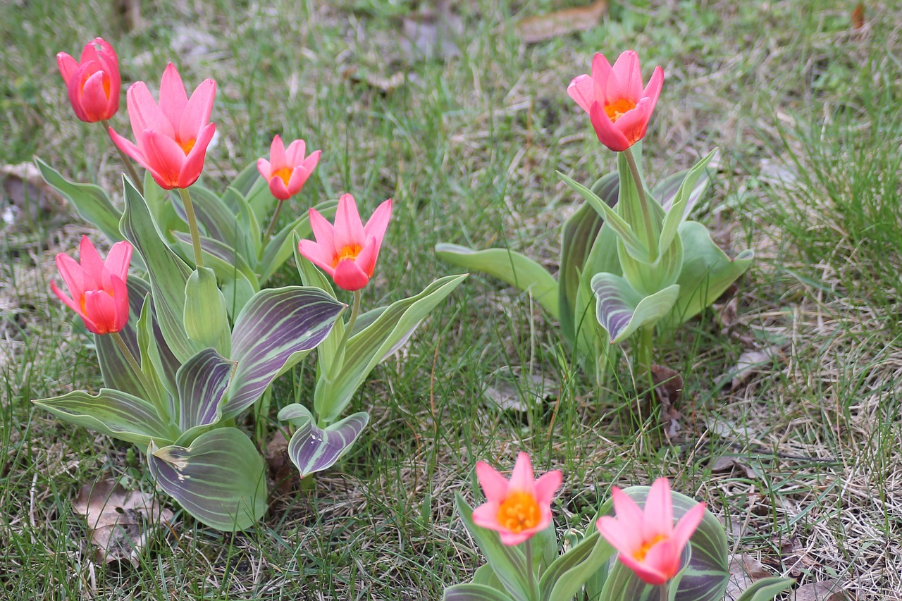 flower meadow spring tulips free photo