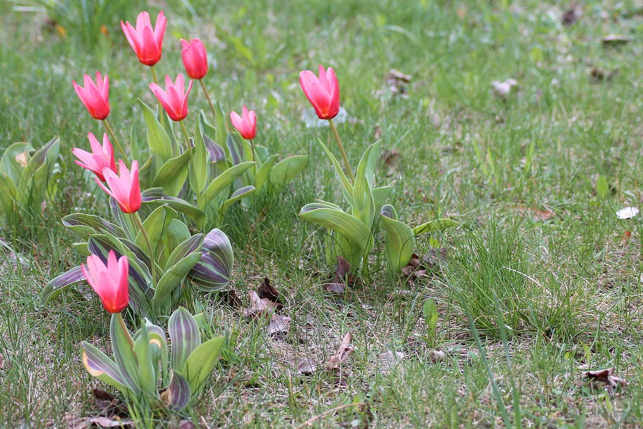 flower meadow spring tulips free photo