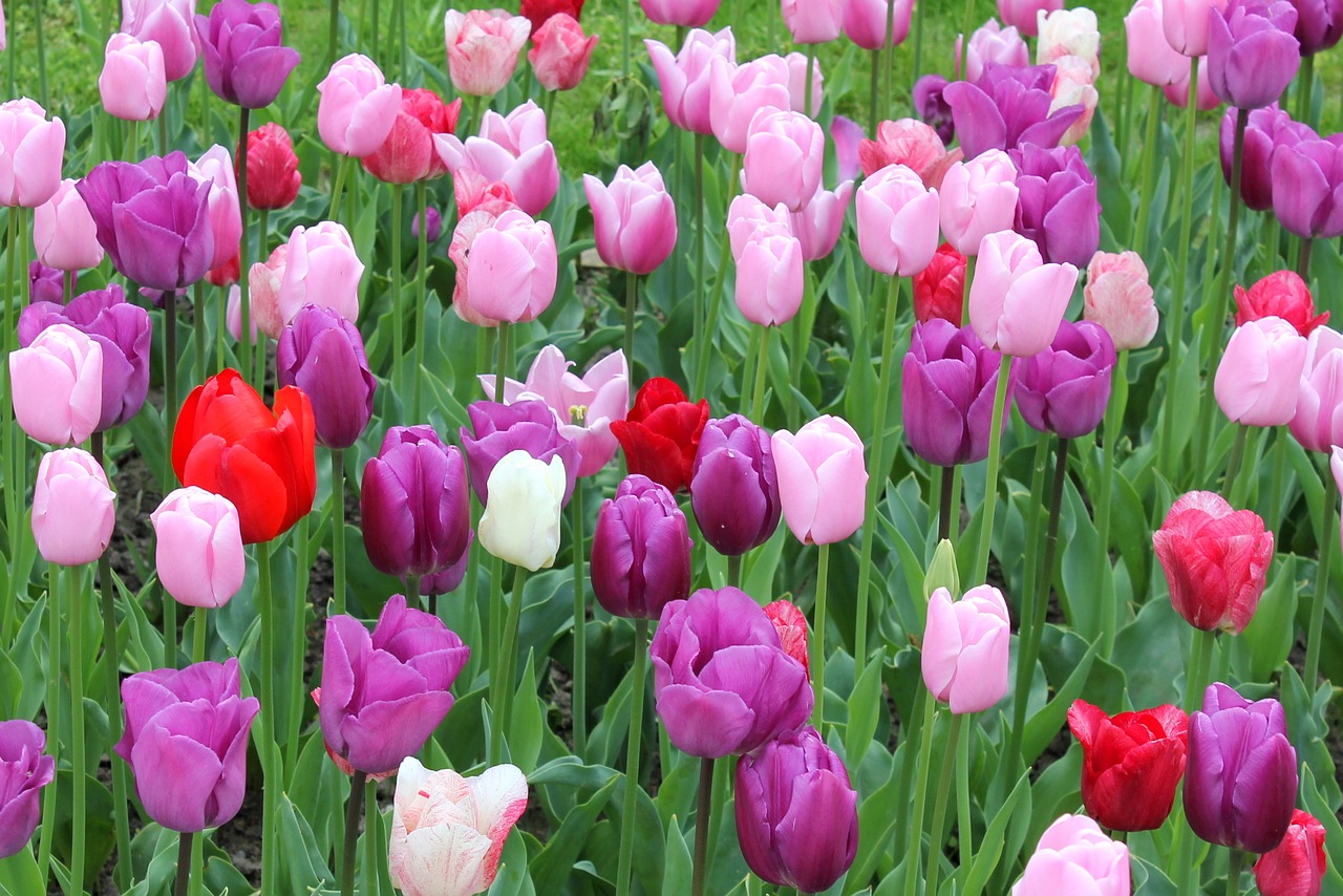 flower meadow tulips colorful free photo