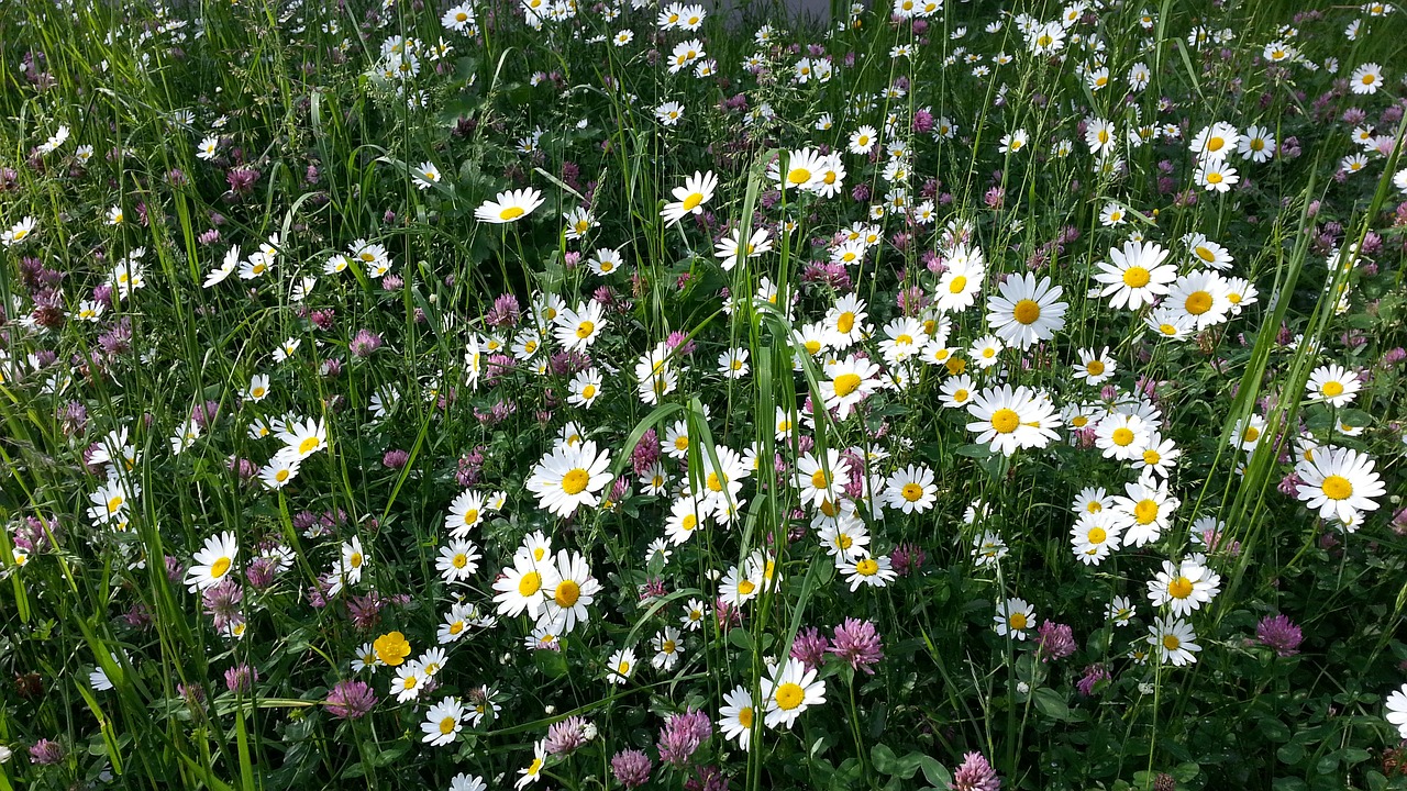 flower meadow meadow floral free photo