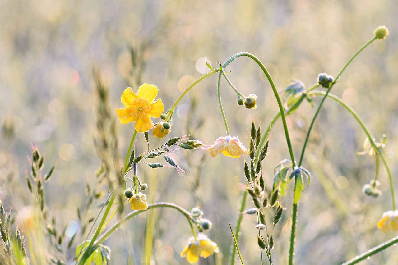 flower meadow bloom flowers free photo