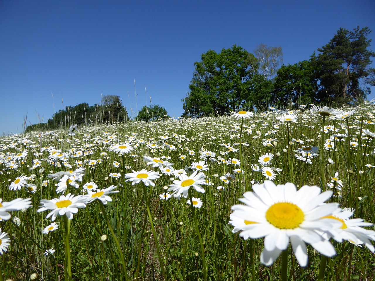 flower meadow magerite summer free photo