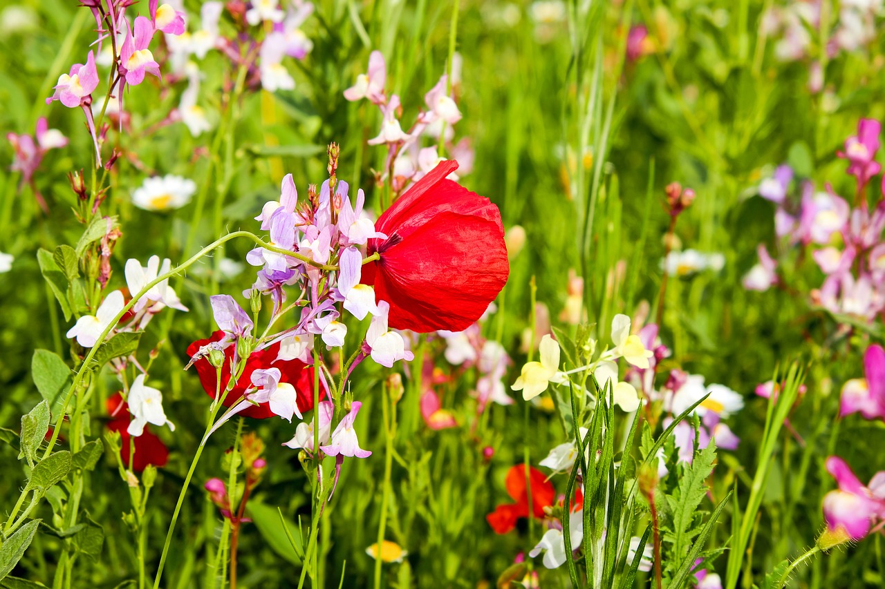 flower meadow wildflowers meadow free photo