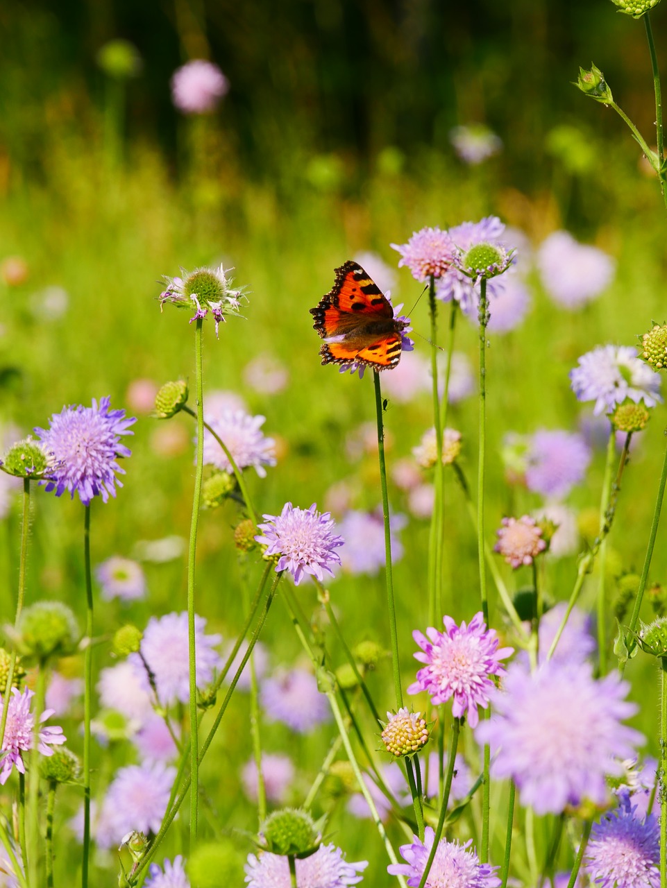 flower meadow butterfly ökowiese free photo