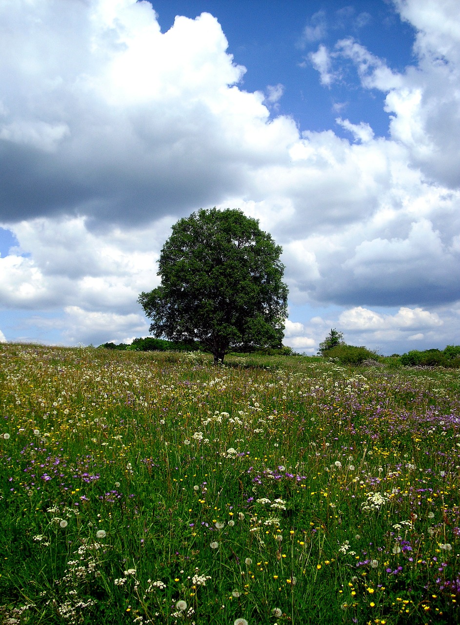 flower meadow tree landscape free photo