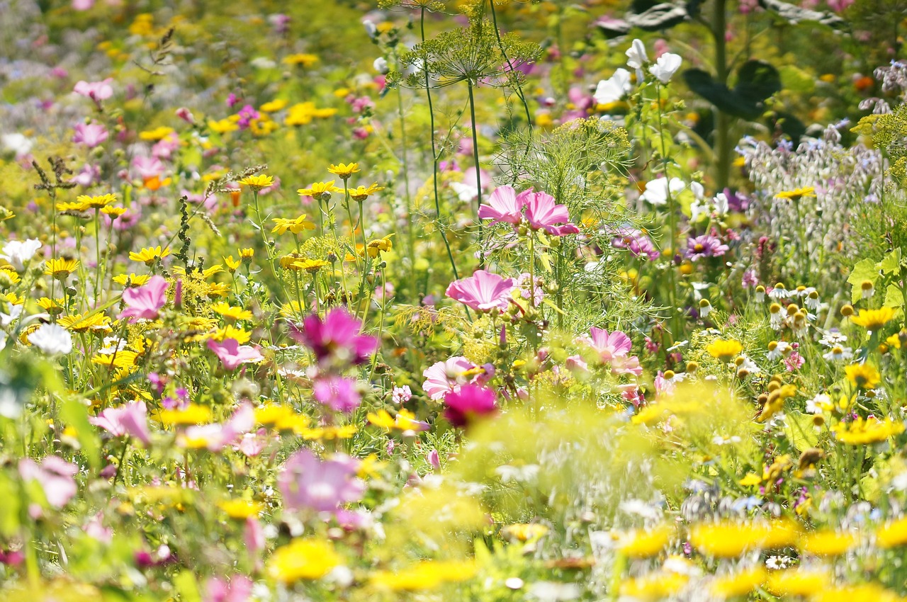 flower meadow wild flowers macro free photo