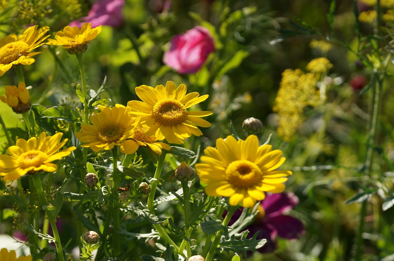 flower meadow yellow pink free photo