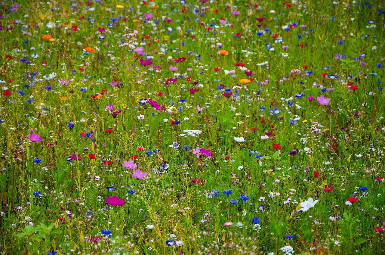 flower meadow colorful cornflowers free photo