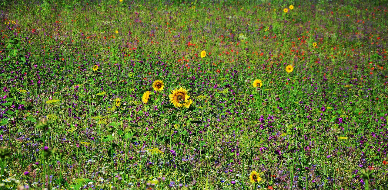 flower meadow wildflowers field free photo