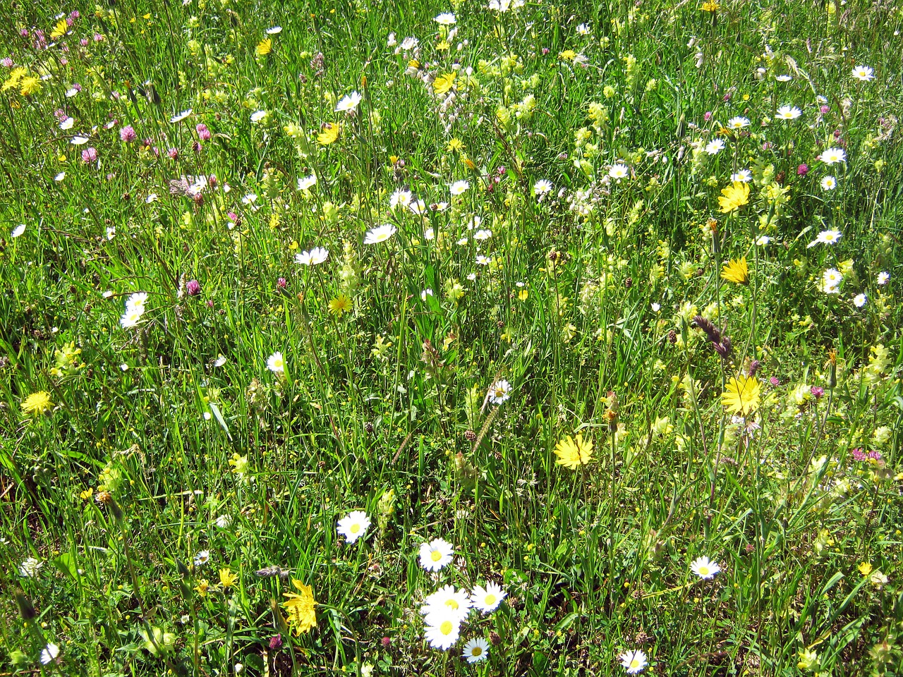 flower meadow mountain flowers botanical free photo