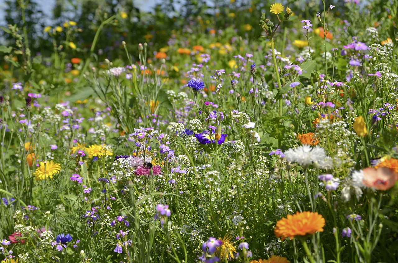 flower meadow summer nature free photo