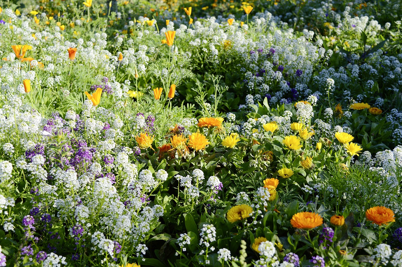 flower meadow summer nature free photo