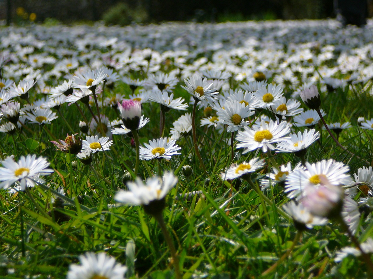 flower meadow daisy meadow free photo