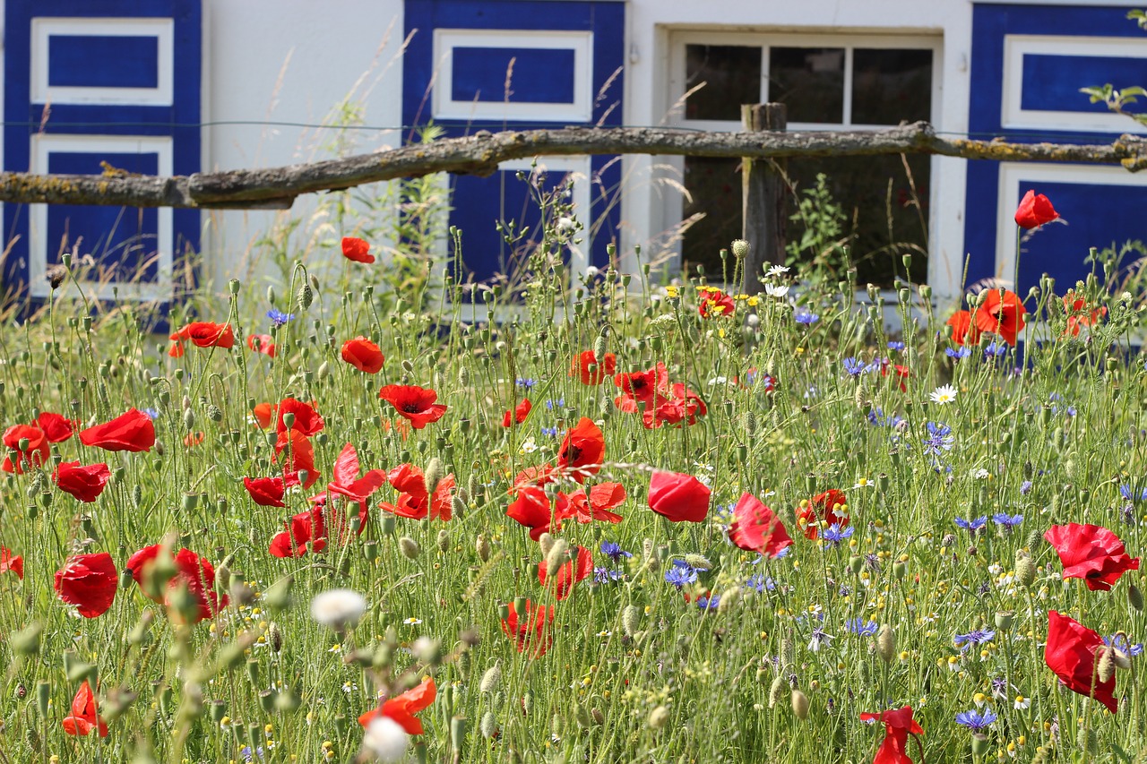 flower meadow meerbusch osterath free photo