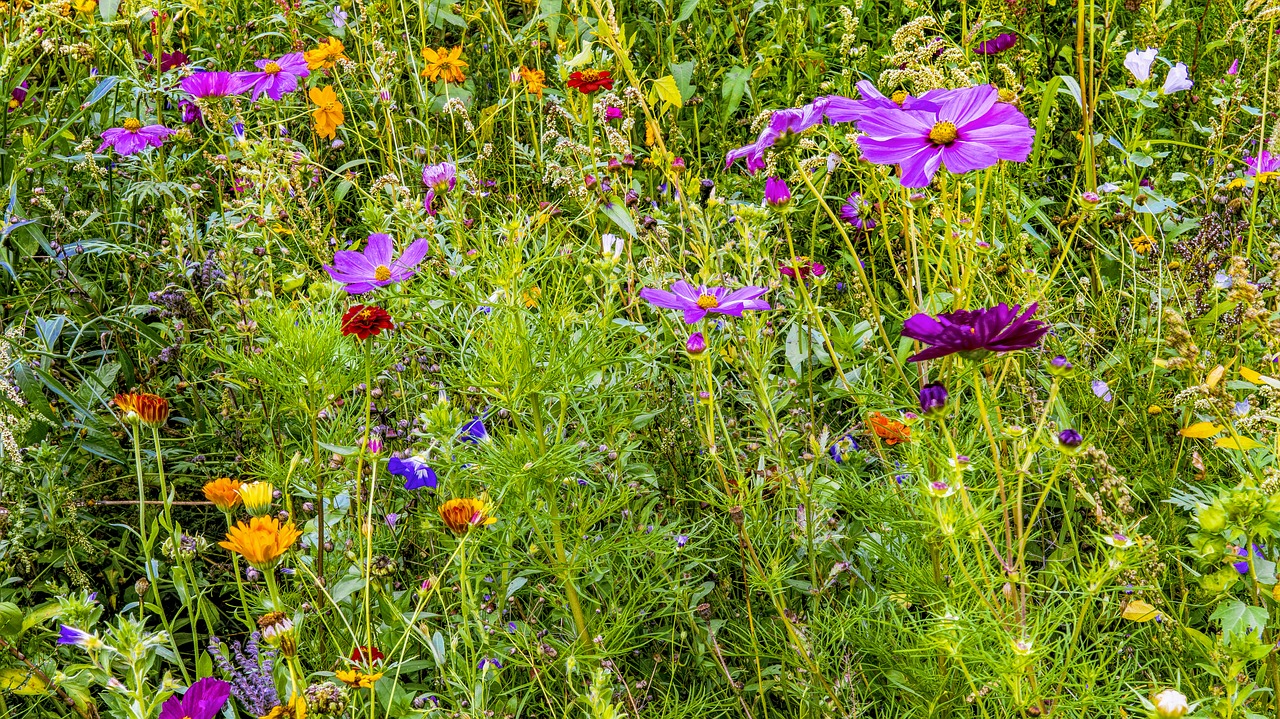 flower meadow colorful flowers free photo