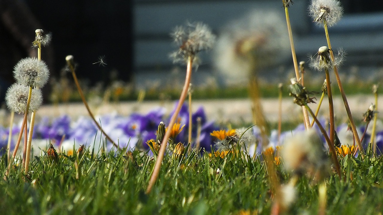 flower meadow dandelion summer meadow free photo