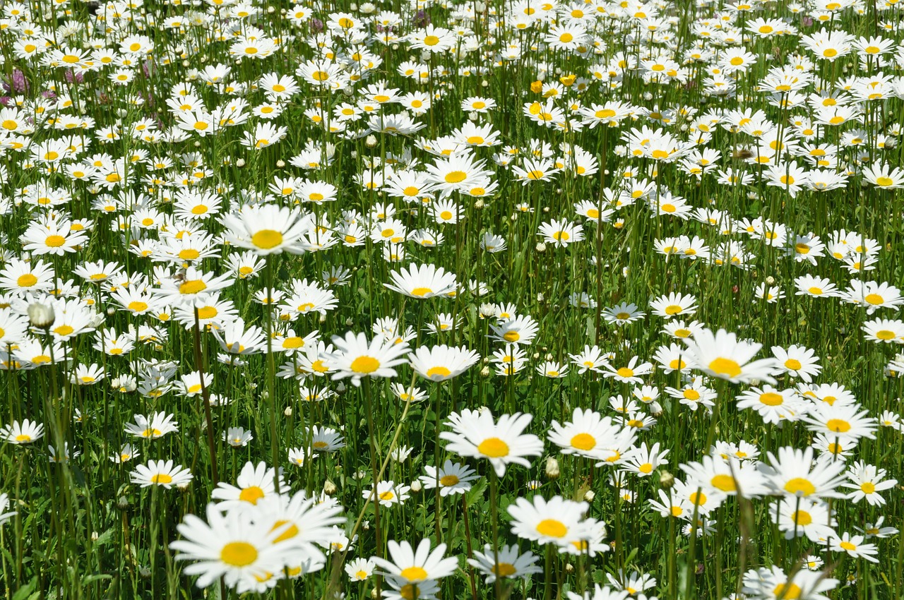 flower meadow daisy allgäu free photo