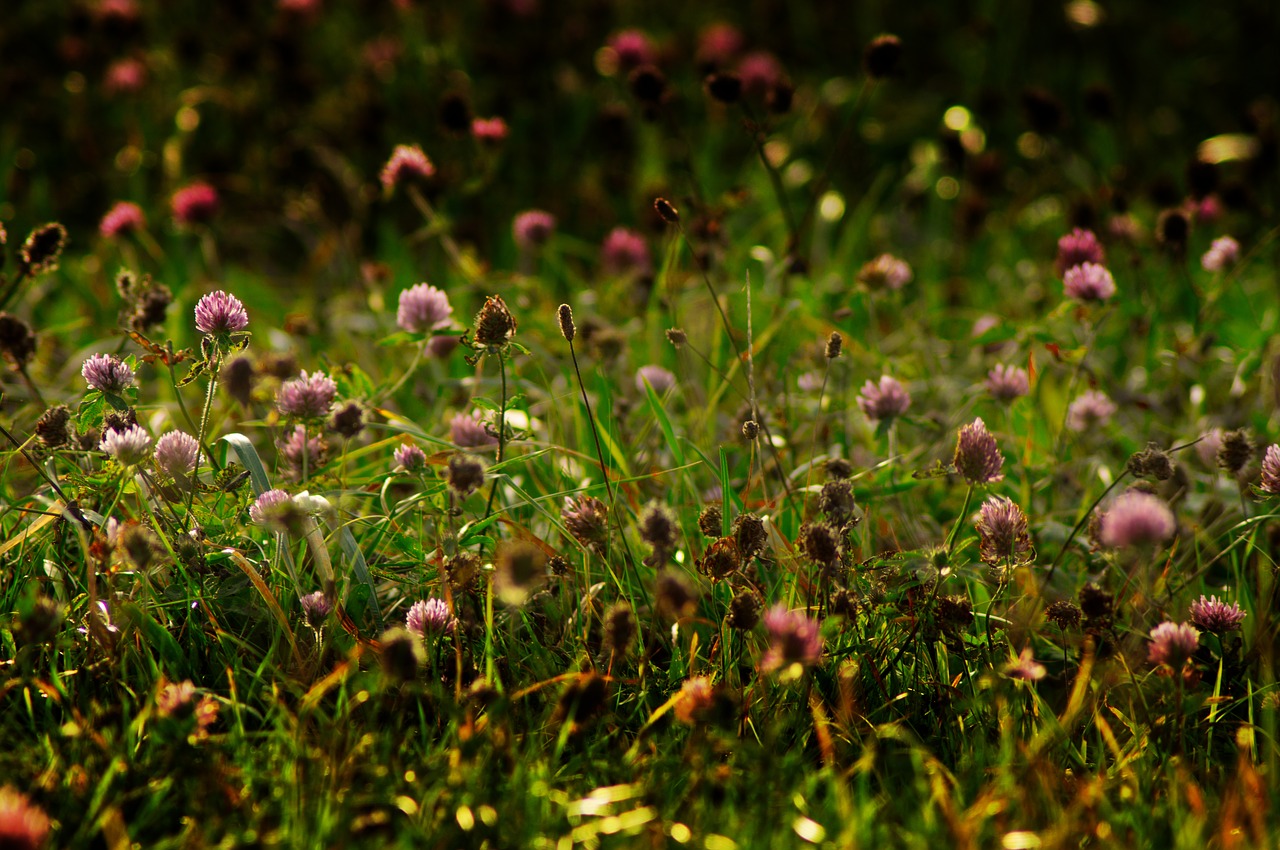 flower meadow autumn meadow free photo