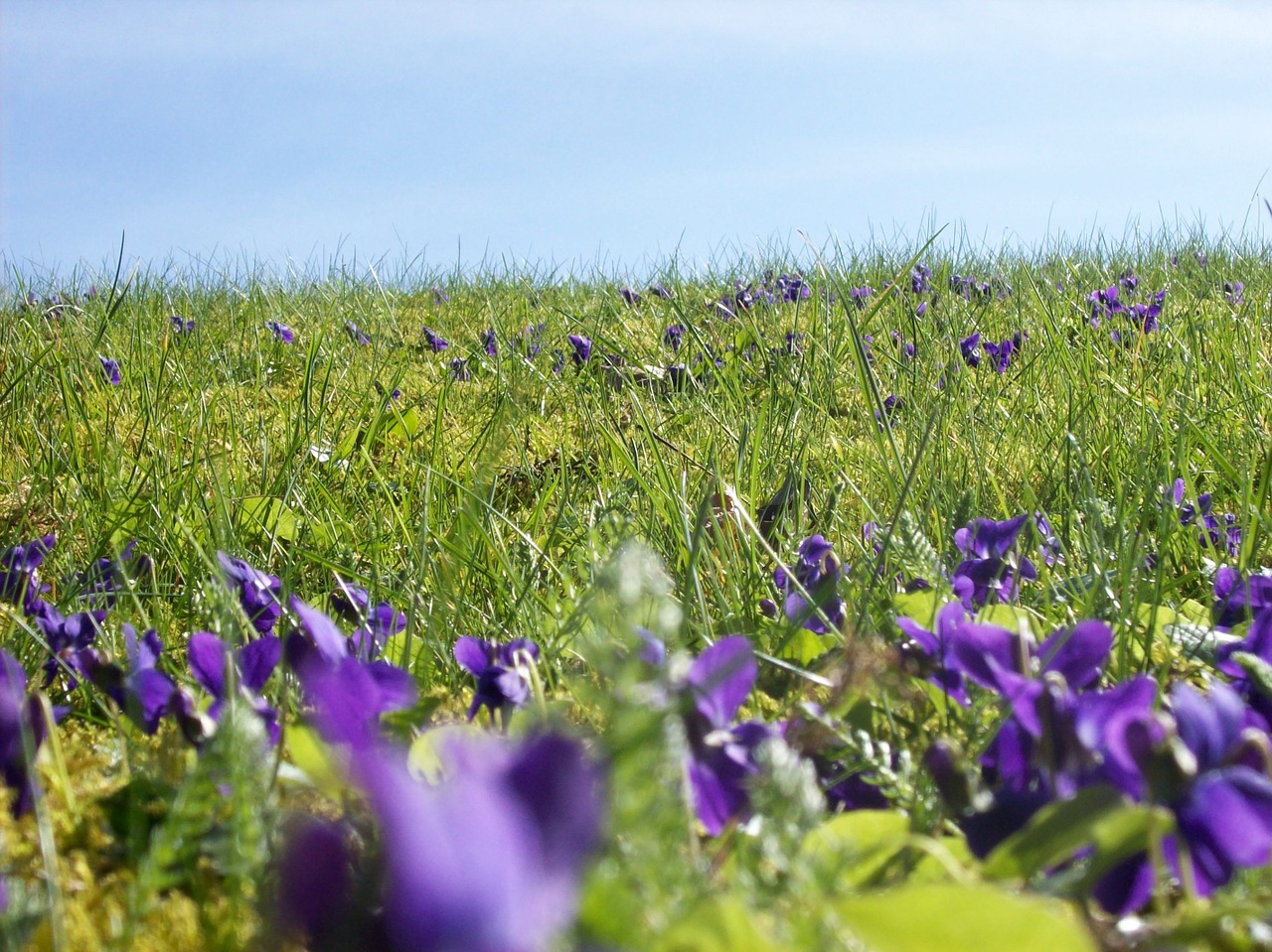 flower meadow meadow flowers free photo