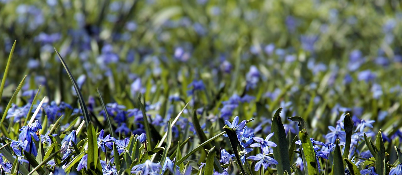 flower meadow  bluebell  grass free photo