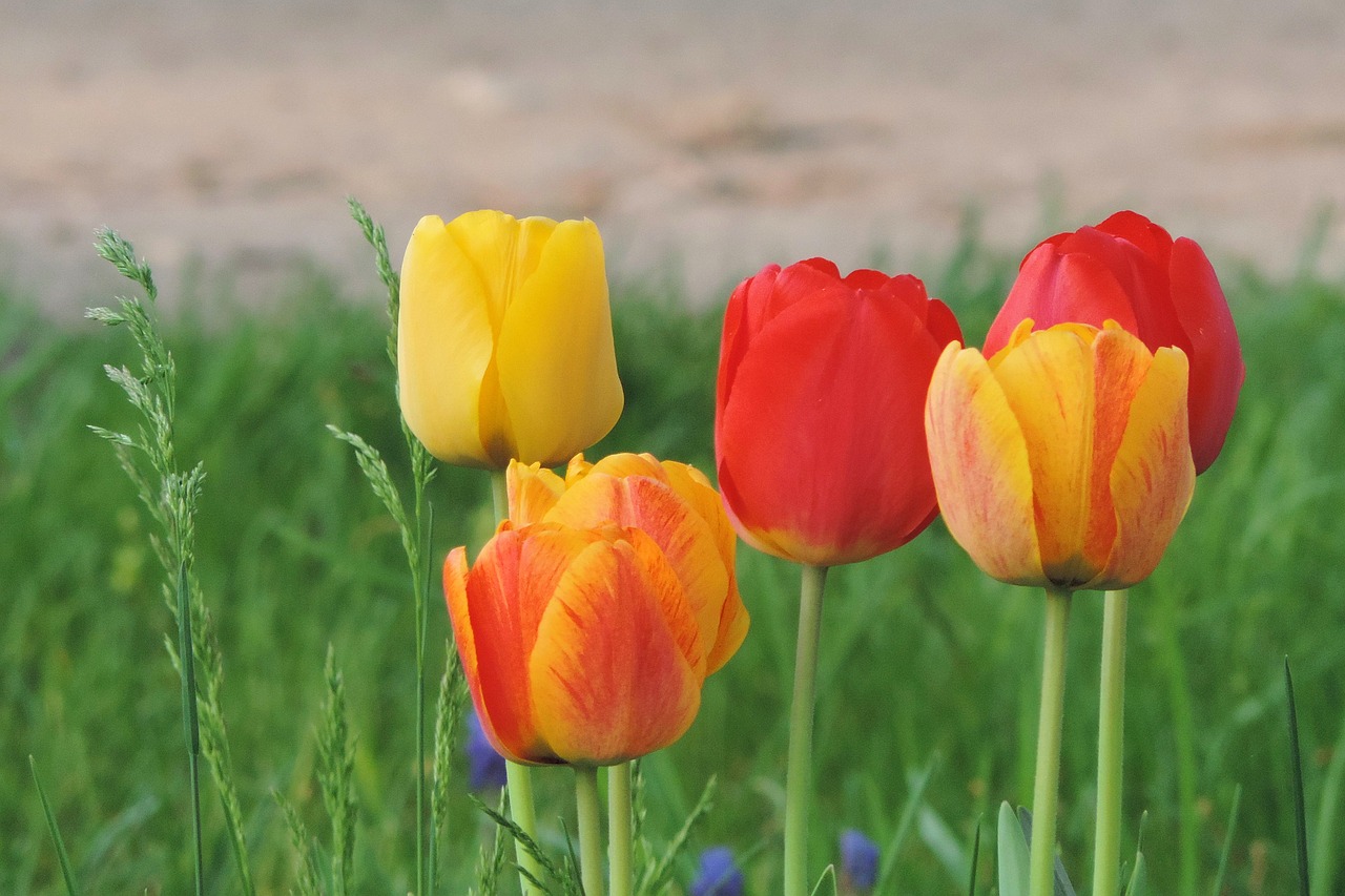 flower meadow  nature  field free photo