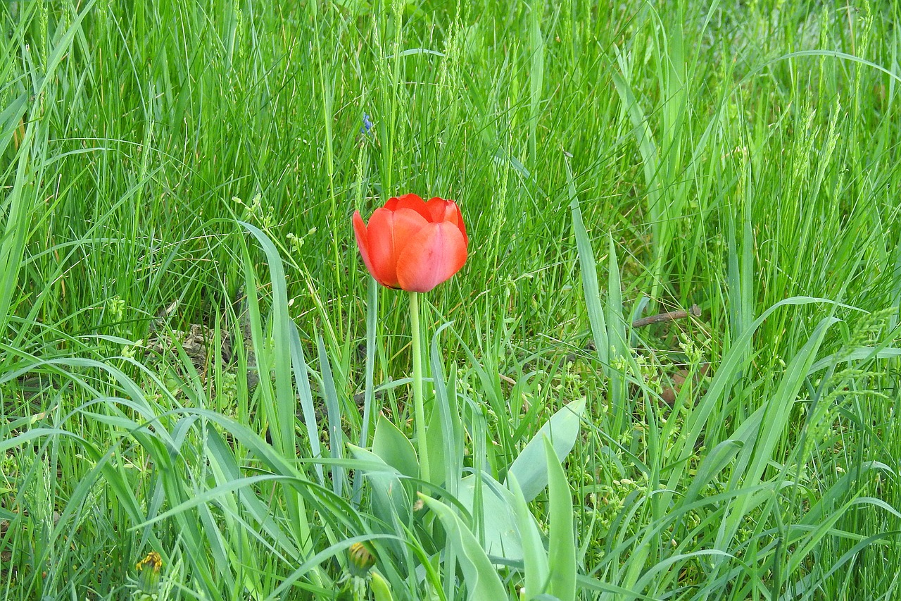 flower meadow  tulip  grass free photo