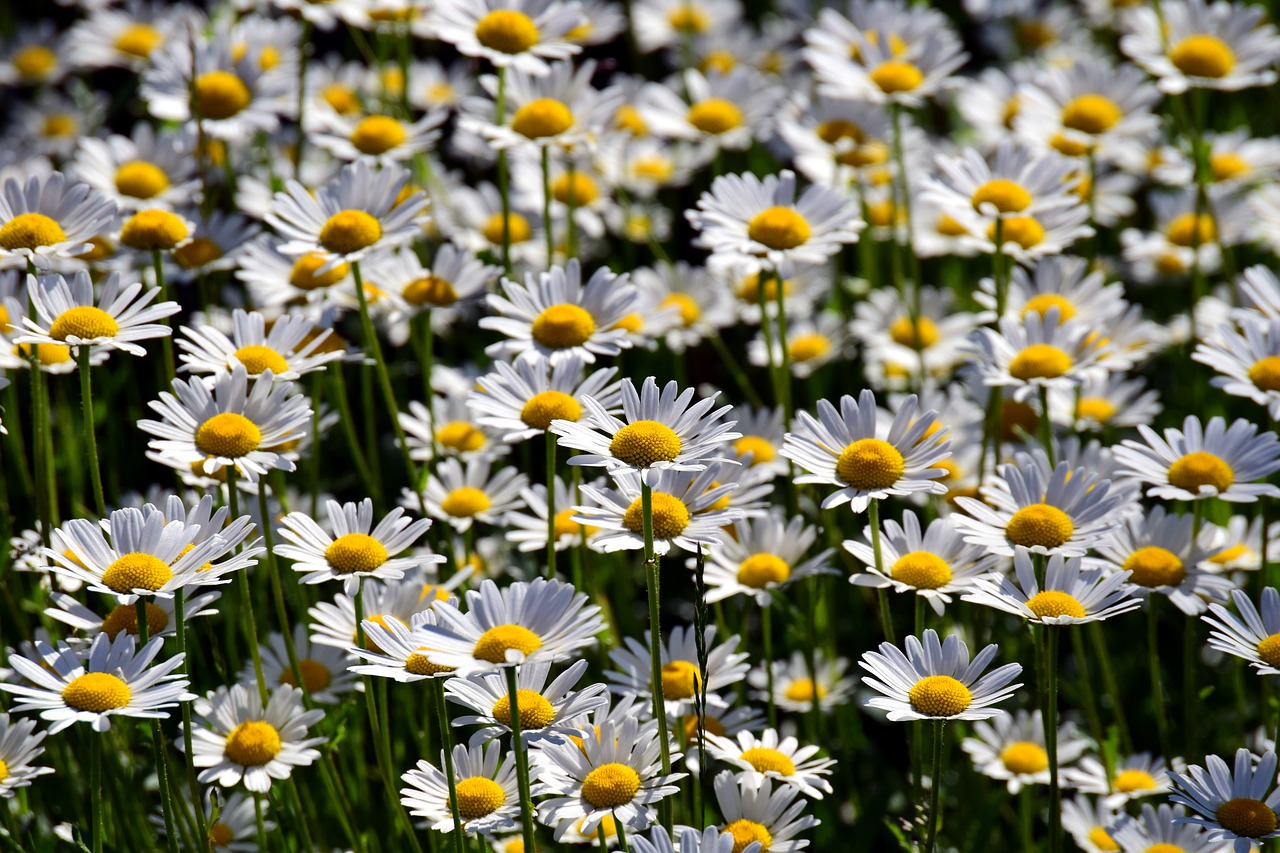 flower meadow  daisies  nature free photo