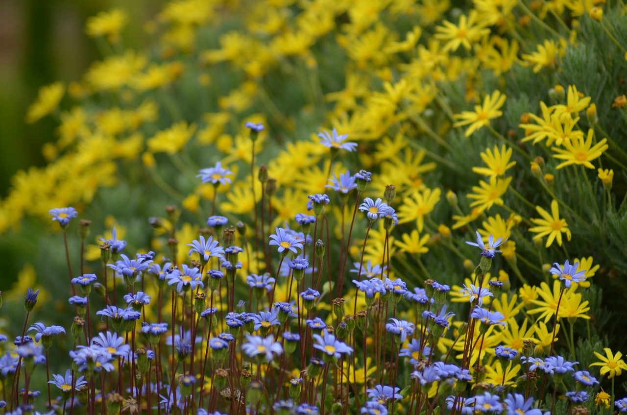 flower meadow  blue yellow  contrast free photo