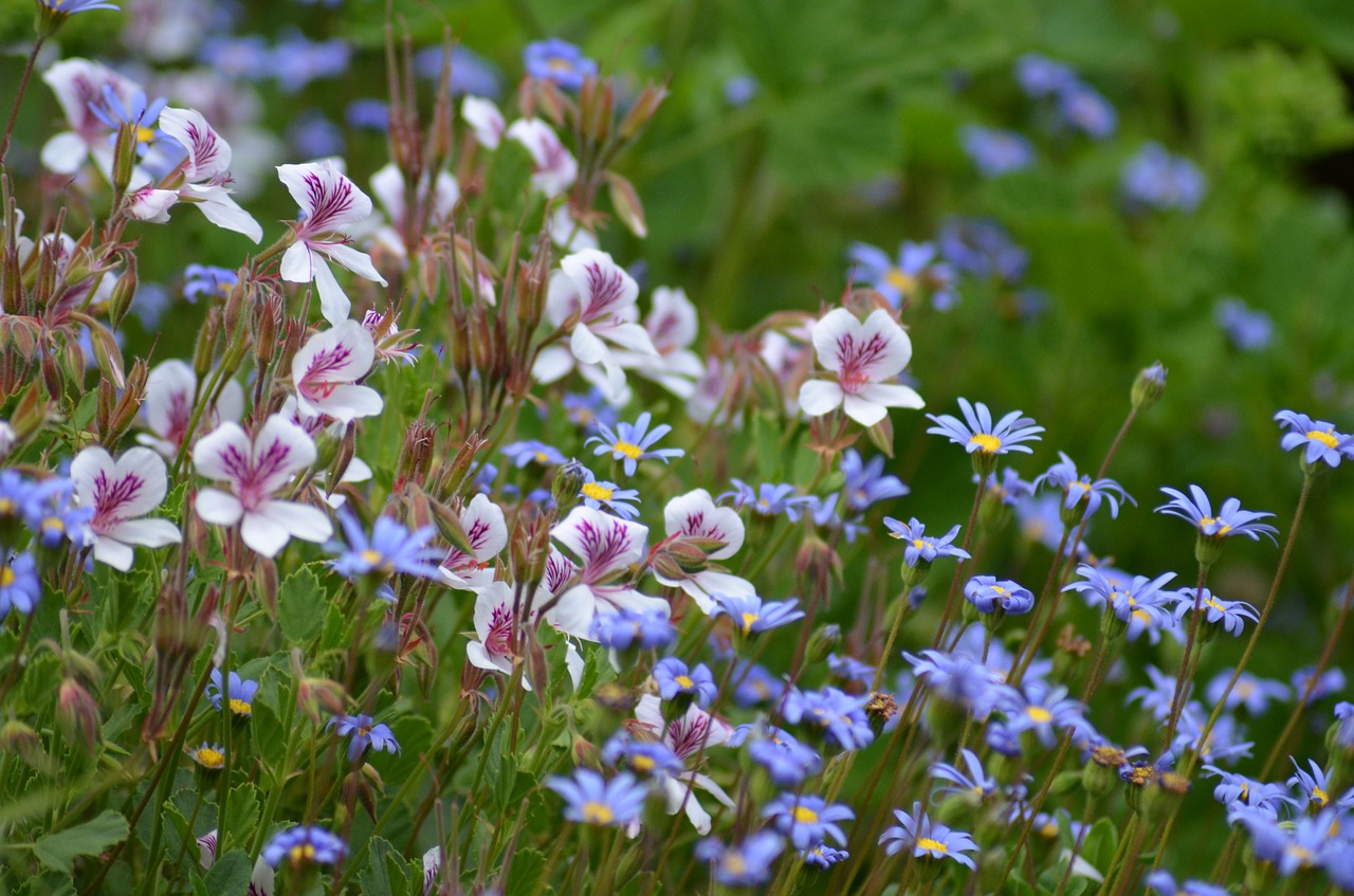 flower meadow  purple  pink free photo