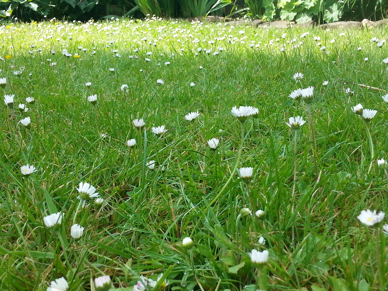 flower meadow daisy flower free photo