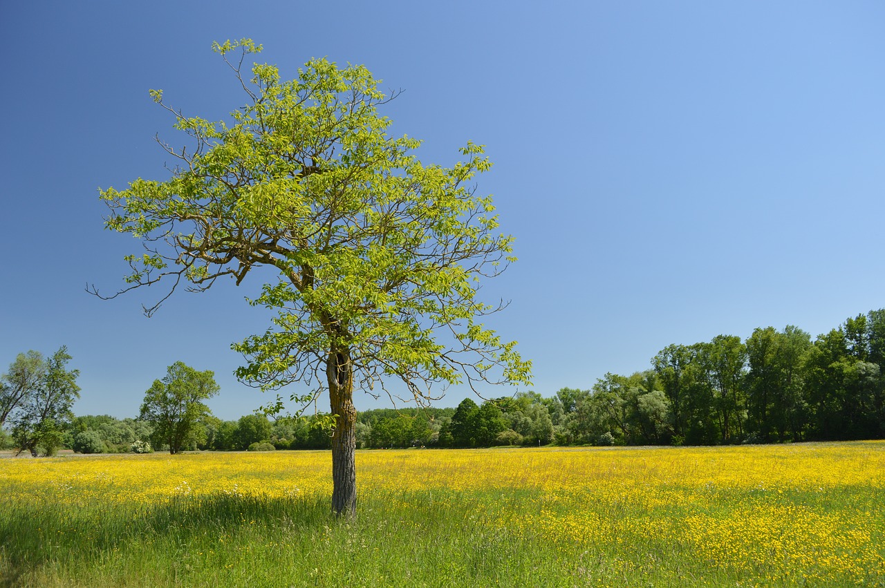 flower meadow  tree  spring free photo