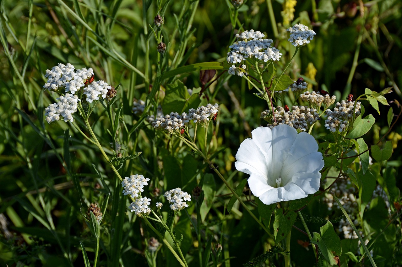 flower meadow  stock rose  plant free photo