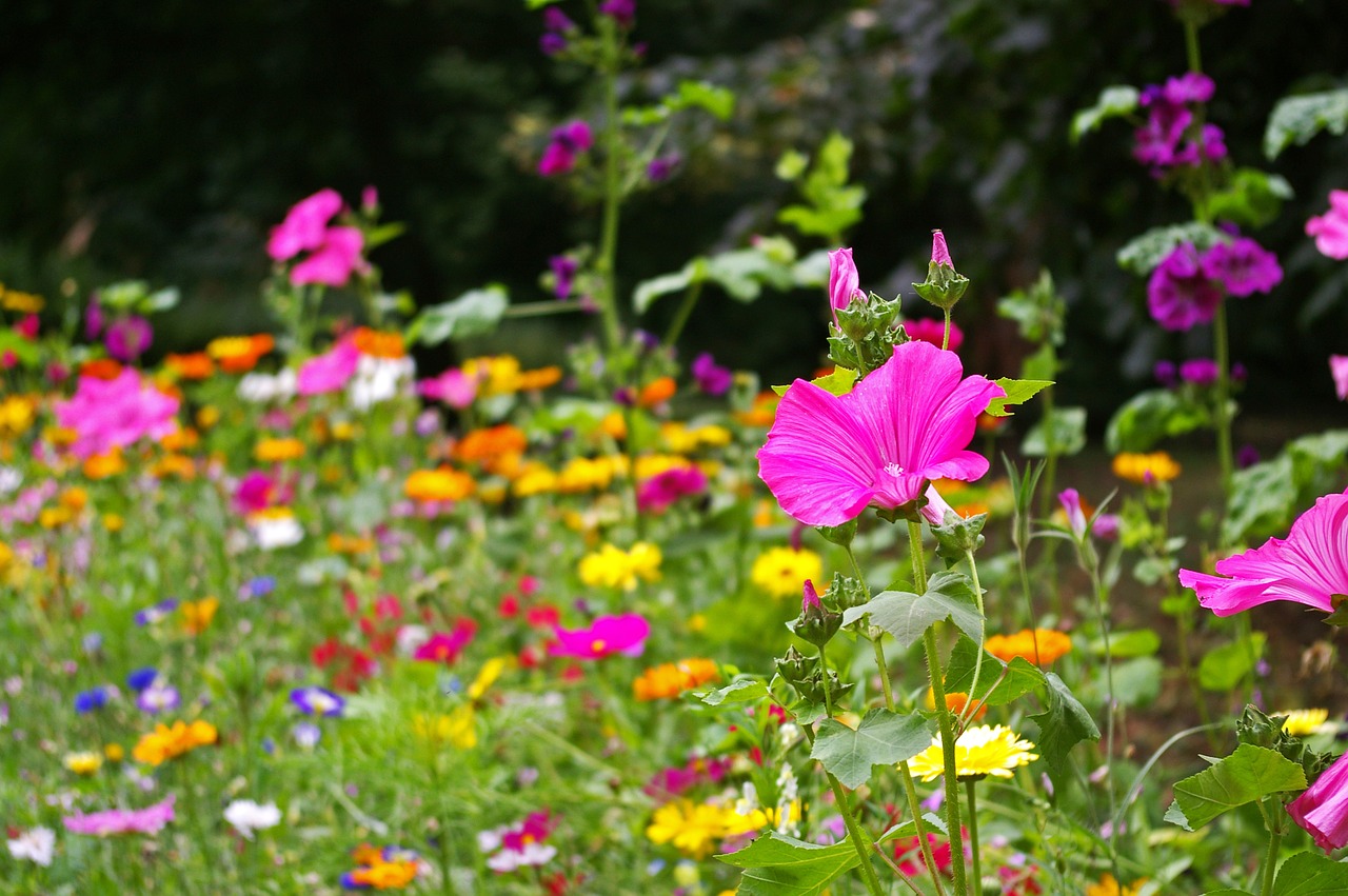 flower meadow  wild flowers  meadow free photo