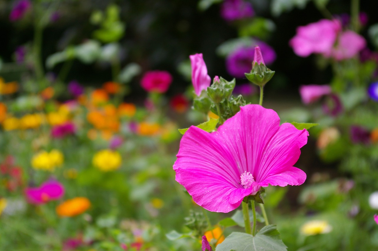 flower meadow  wild flowers  meadow free photo